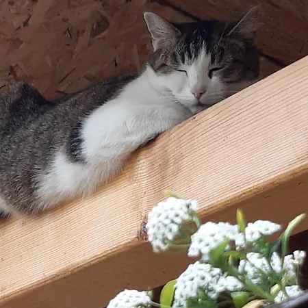 Tiski Mir *
