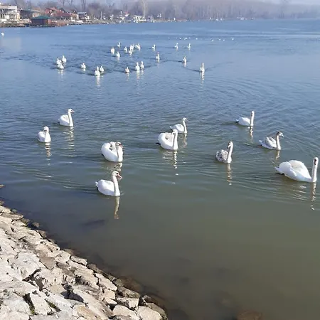 Tiski Mir